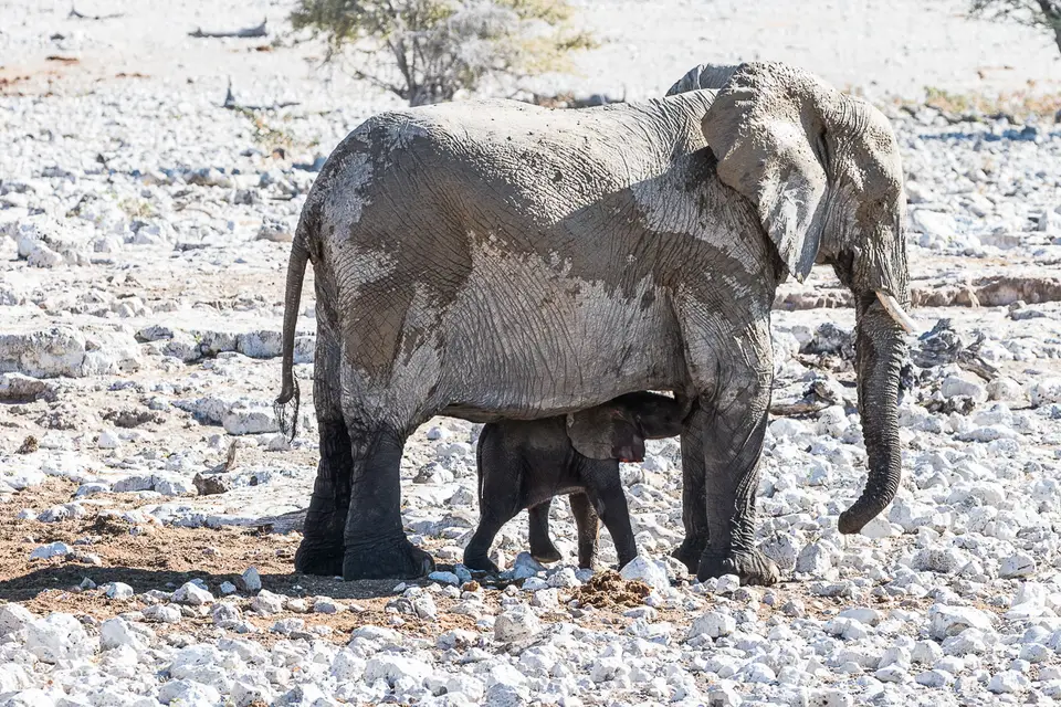 20160602_Namibia2016-7D2_0209.jpg