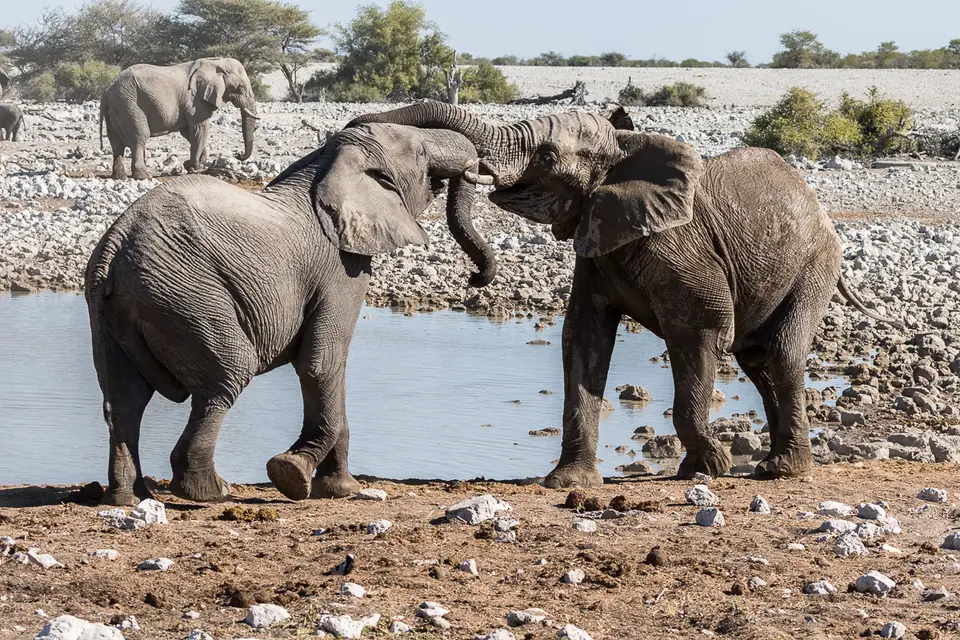 20160602_Namibia2016-7D2_0231.jpg