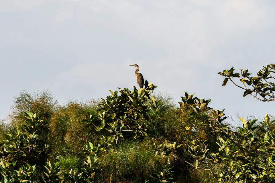 Canon_Uganda_2017_7D2_3428.jpg