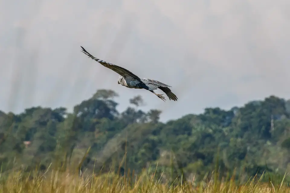 Canon_Uganda_2017_7D2_3474.jpg