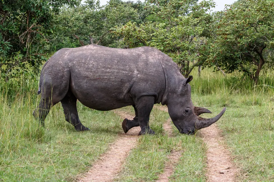 Canon_Uganda_2017_7D2_3672.jpg