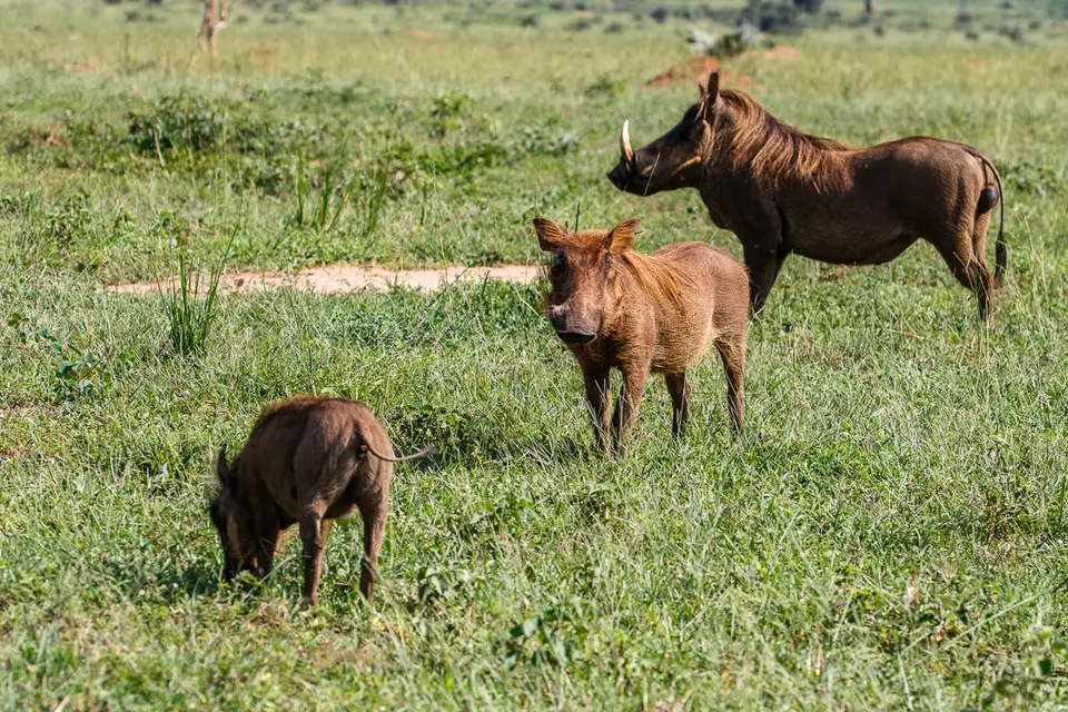 Canon_Uganda_2017_7D2_3717.jpg