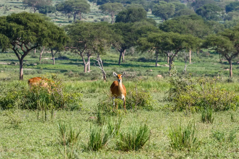 Canon_Uganda_2017_7D2_3725.jpg