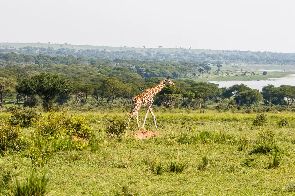 Canon_Uganda_2017_7D2_3730.jpg