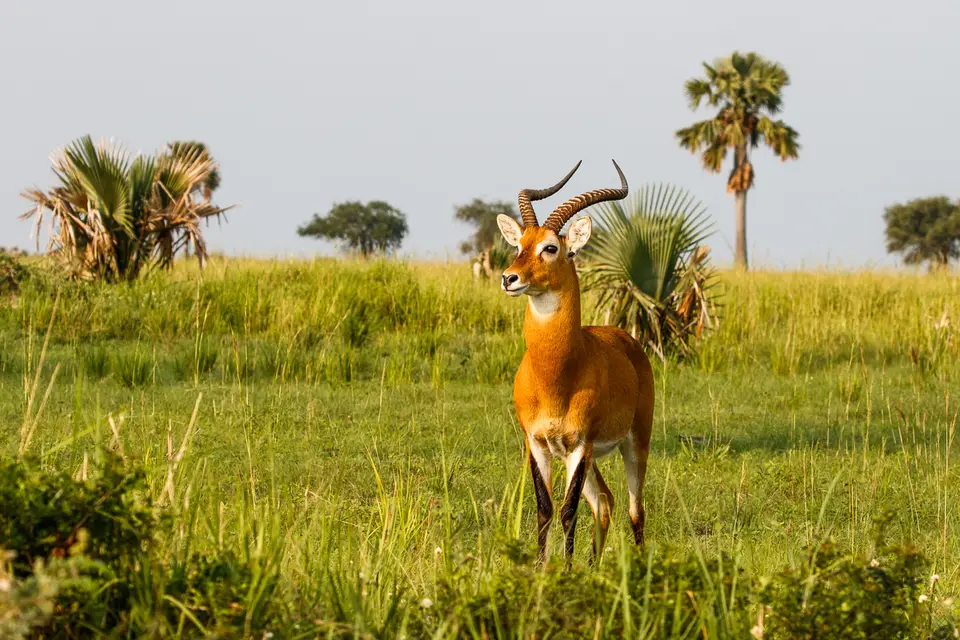 Canon_Uganda_2017_7D2_3784.jpg