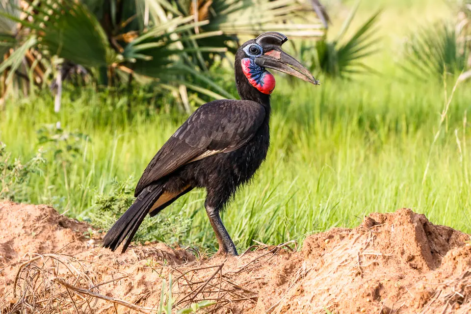 Canon_Uganda_2017_7D2_3789.jpg