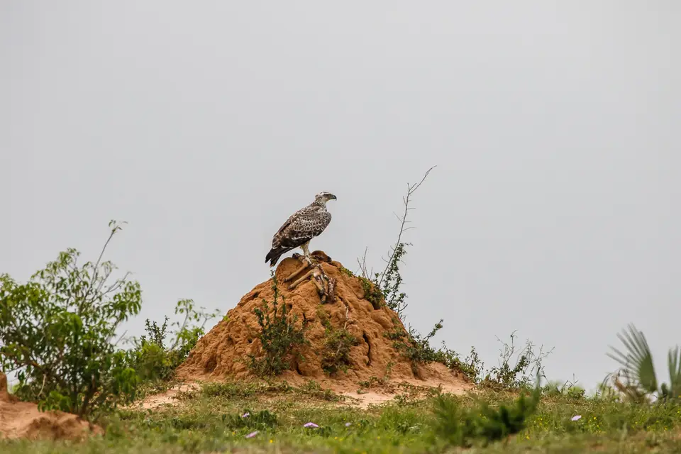 Canon_Uganda_2017_7D2_3803.jpg