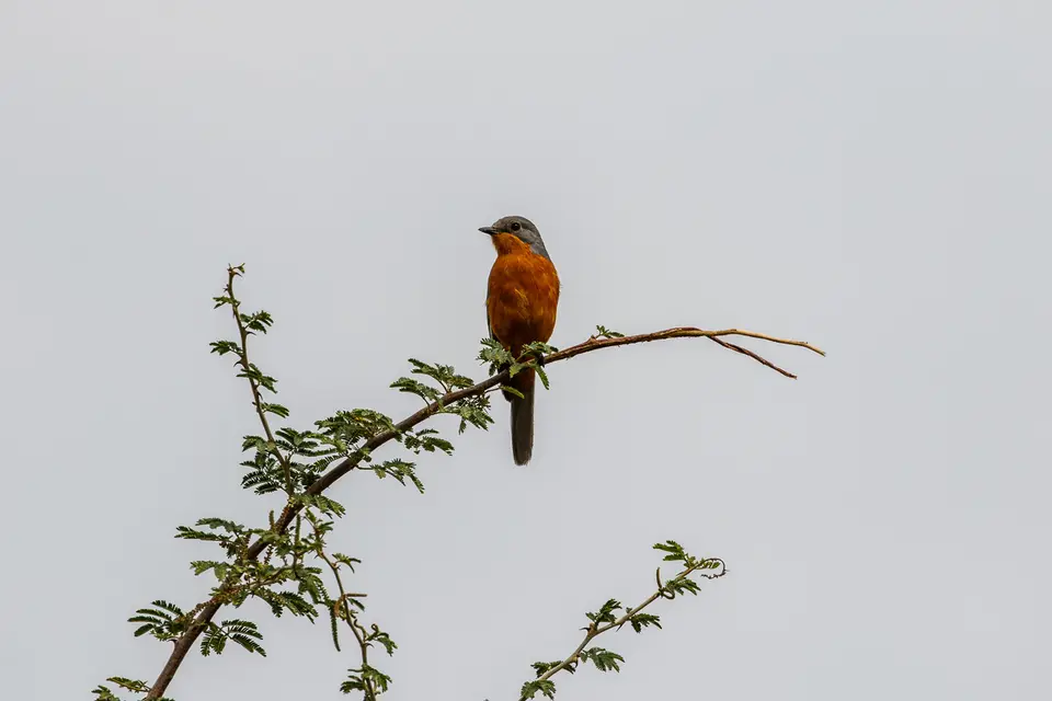 Canon_Uganda_2017_7D2_3840.jpg