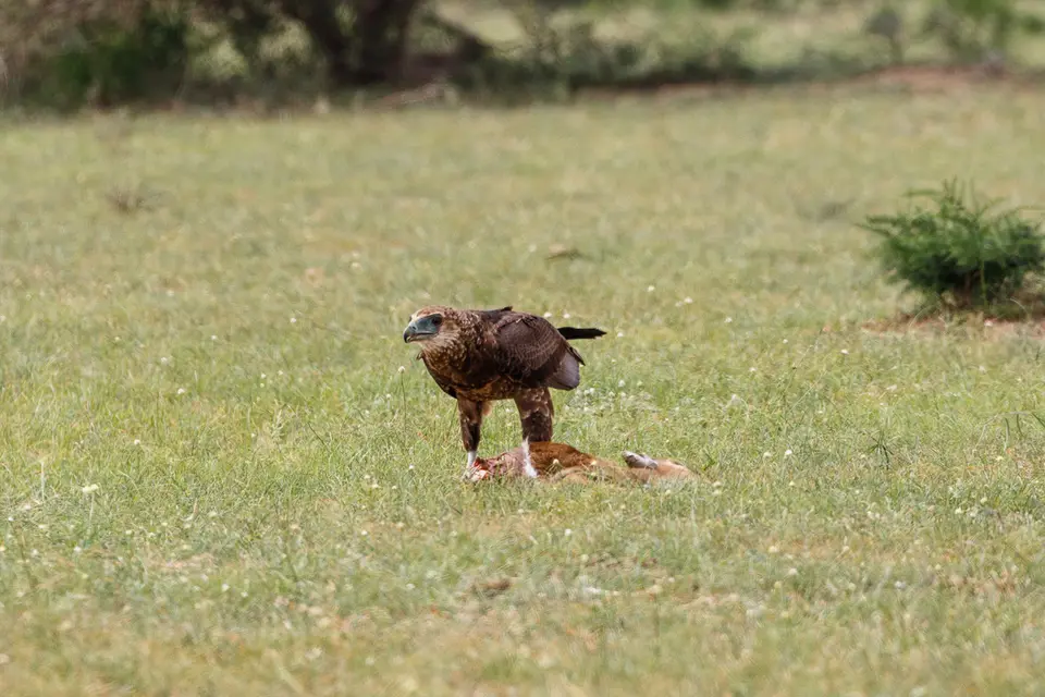 Canon_Uganda_2017_7D2_3853.jpg