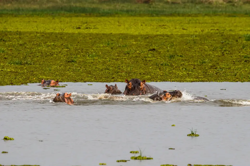 Canon_Uganda_2017_7D2_3863.jpg