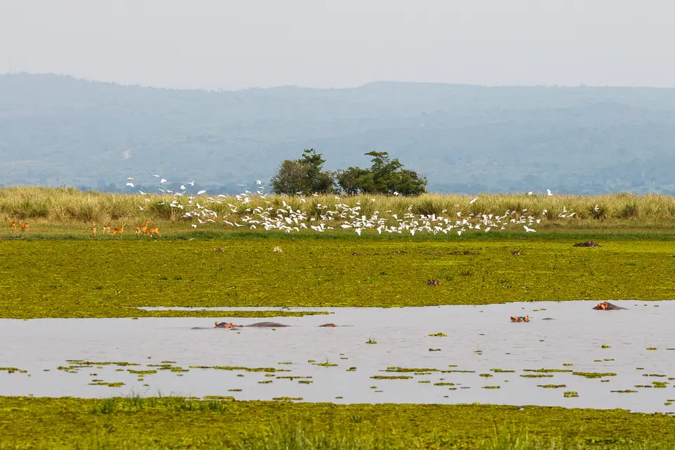 Canon_Uganda_2017_7D2_3884.jpg