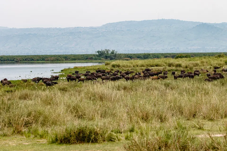 Canon_Uganda_2017_7D2_3901.jpg