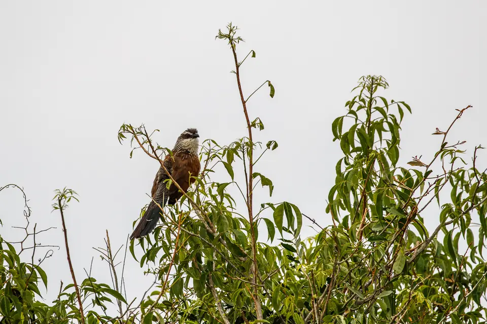 Canon_Uganda_2017_7D2_3907.jpg