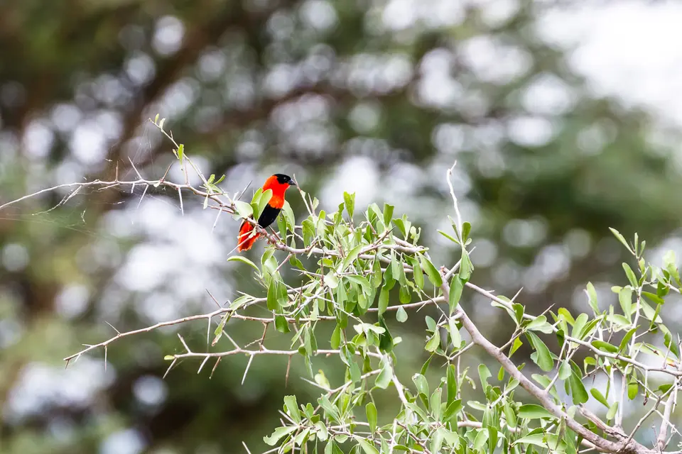 Canon_Uganda_2017_7D2_3910.jpg
