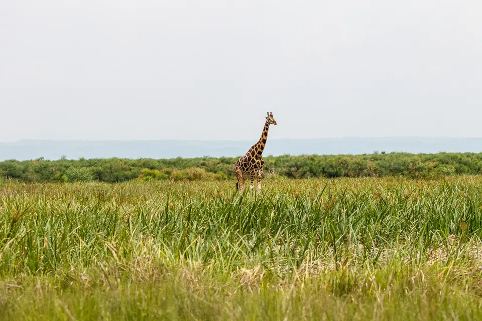 Canon_Uganda_2017_7D2_3934.jpg
