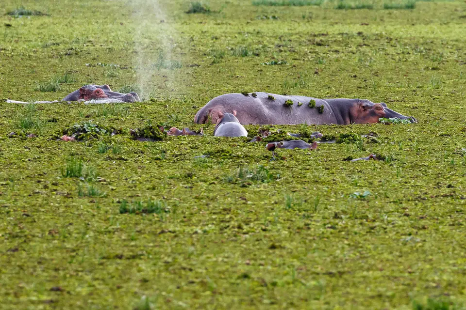 Canon_Uganda_2017_7D2_4006.jpg