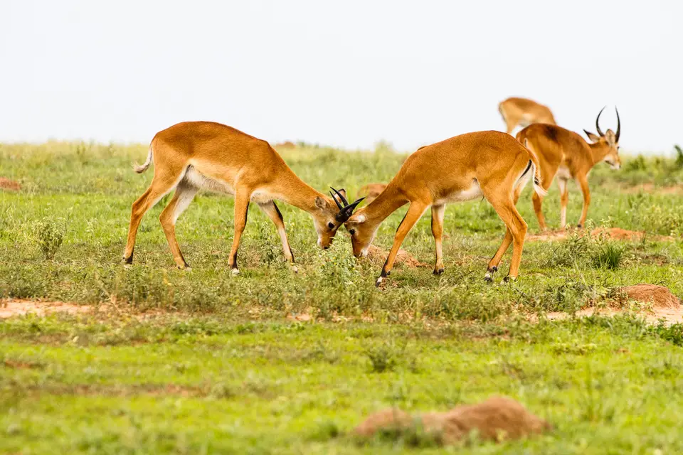 Canon_Uganda_2017_7D2_4034.jpg