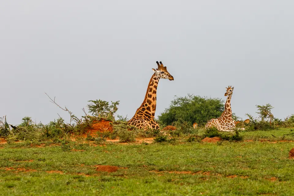 Canon_Uganda_2017_7D2_4074.jpg
