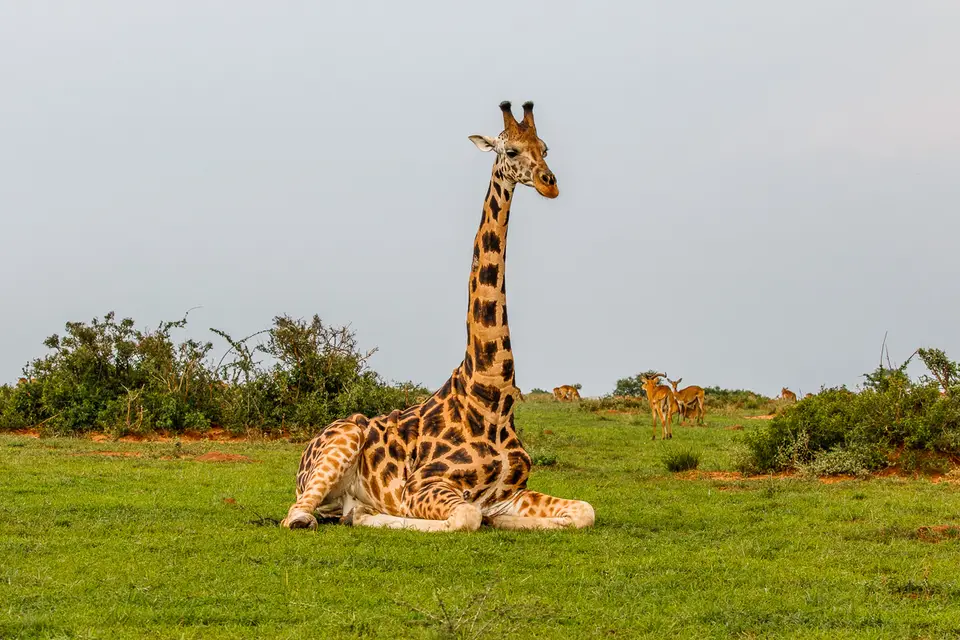Canon_Uganda_2017_7D2_4075.jpg