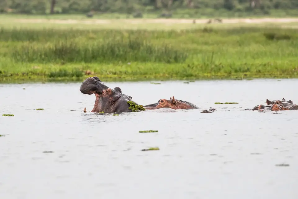 Canon_Uganda_2017_7D2_4165.jpg