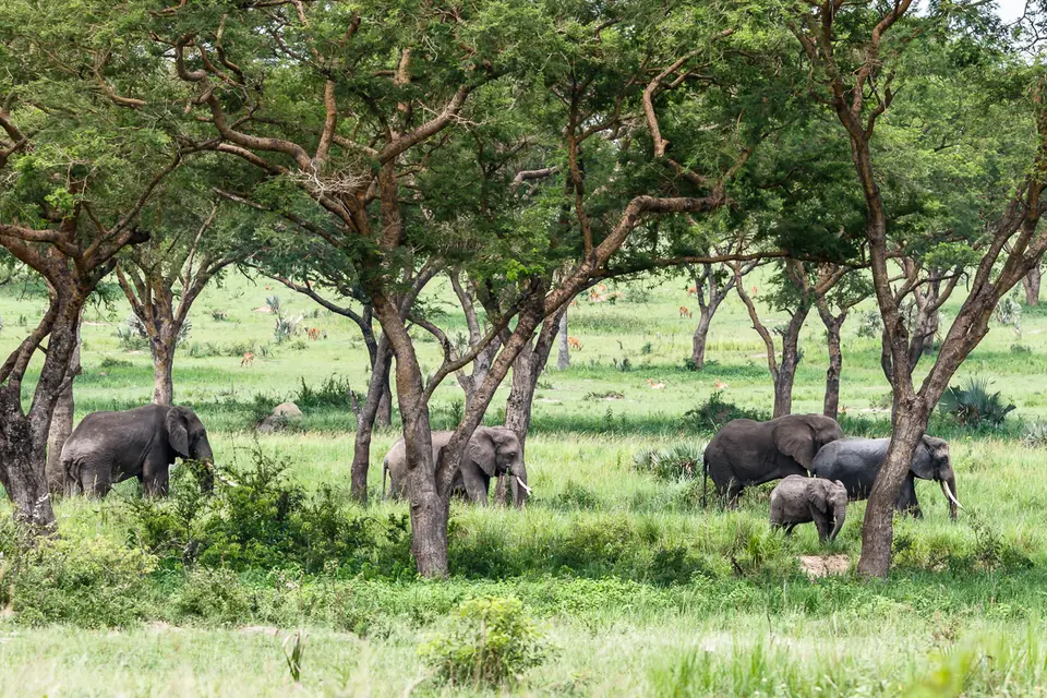 Canon_Uganda_2017_7D2_4198.jpg