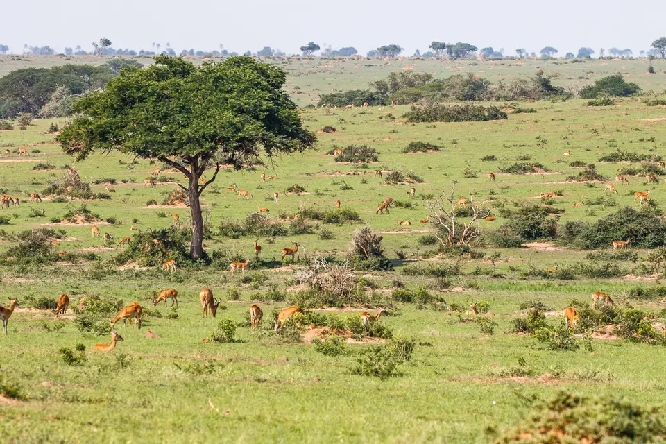 Canon_Uganda_2017_7D2_4261.jpg