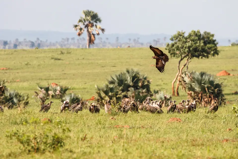 Canon_Uganda_2017_7D2_4301.jpg