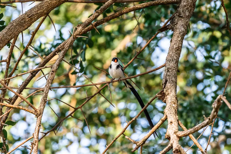 Canon_Uganda_2017_7D2_4324.jpg