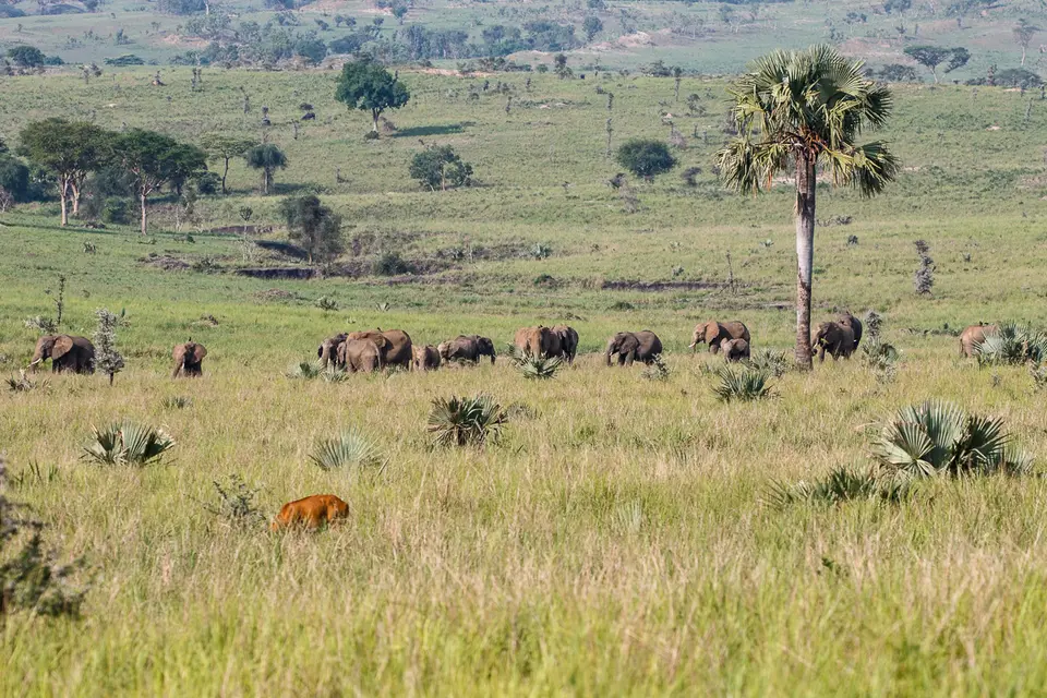 Canon_Uganda_2017_7D2_4335.jpg