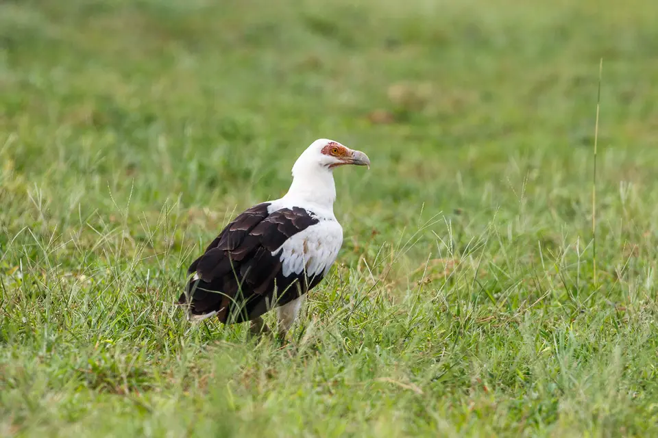 Canon_Uganda_2017_7D2_4344.jpg