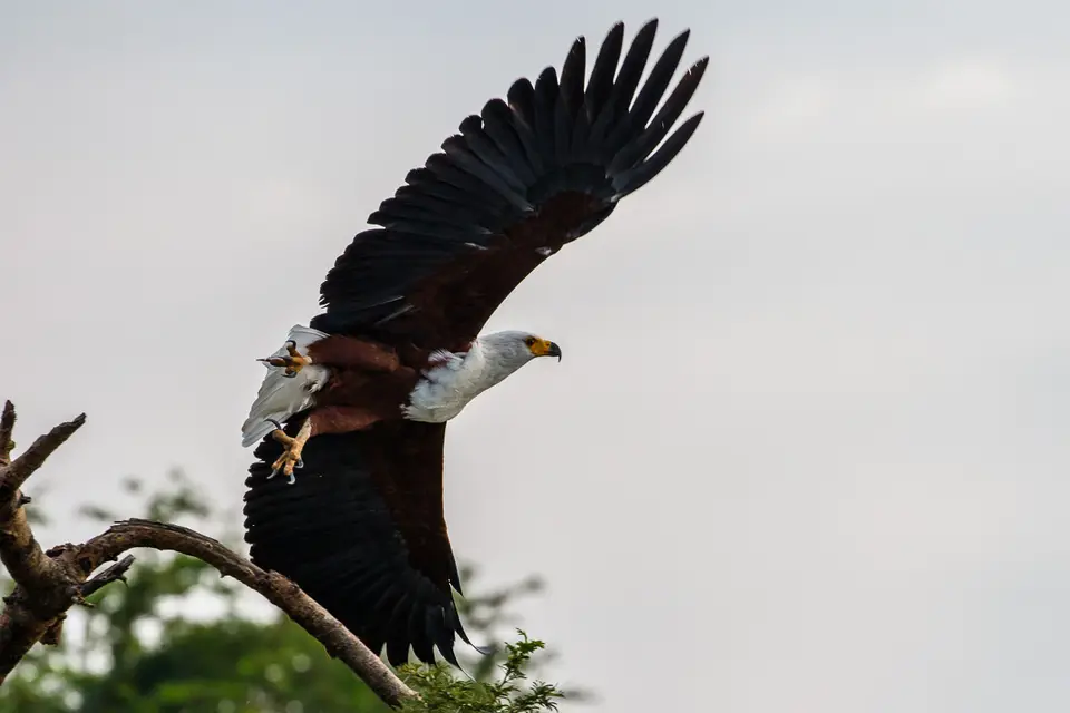 Canon_Uganda_2017_7D2_4373.jpg