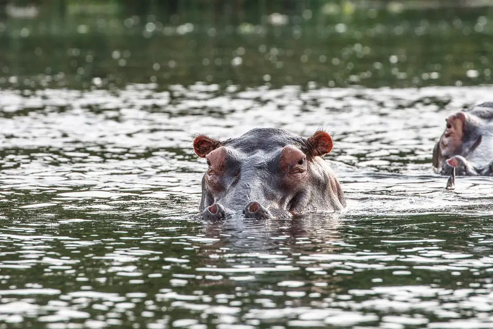 Canon_Uganda_2017_7D2_4382.jpg