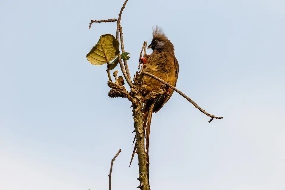 Canon_Uganda_2017_7D2_4530.jpg