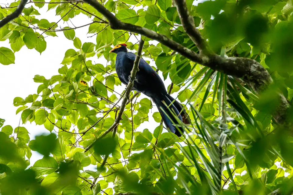 Canon_Uganda_2017_7D2_4545.jpg