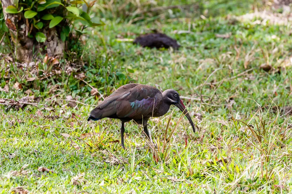 Canon_Uganda_2017_7D2_4578.jpg