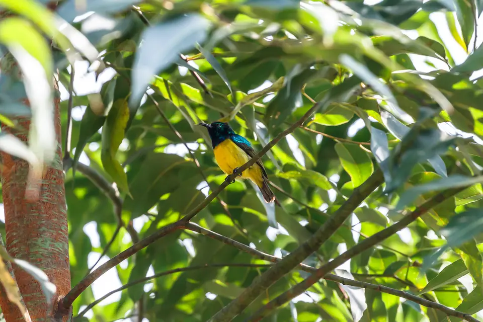 Canon_Uganda_2017_7D2_4594.jpg