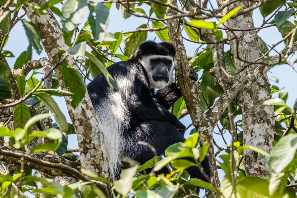Canon_Uganda_2017_7D2_4644.jpg