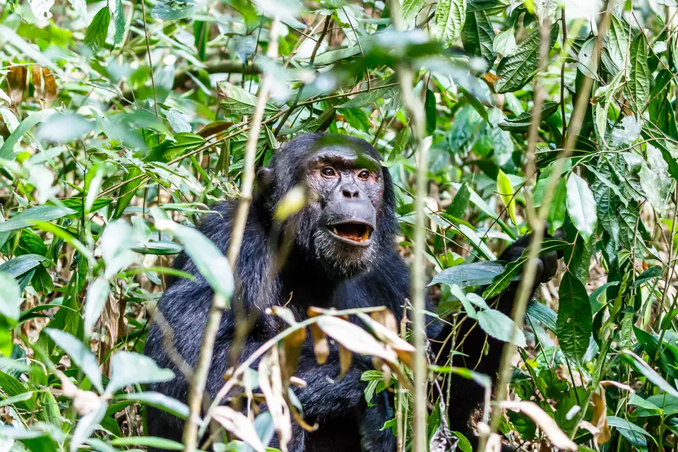 Canon_Uganda_2017_7D2_4668.jpg