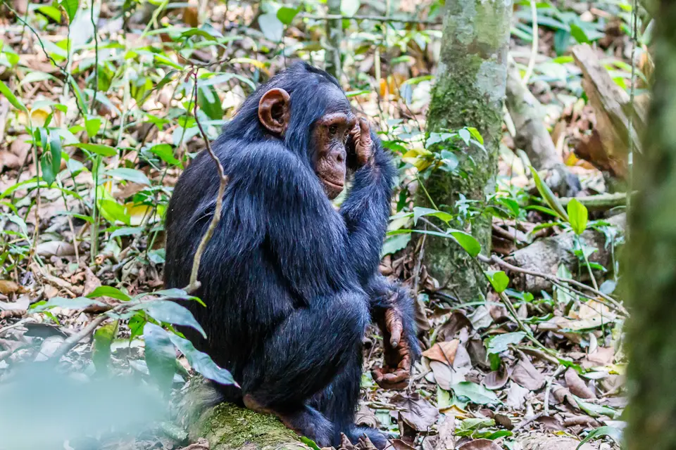 Canon_Uganda_2017_7D2_4681.jpg