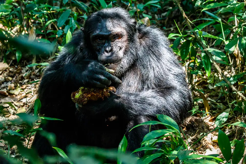 Canon_Uganda_2017_7D2_4701.jpg