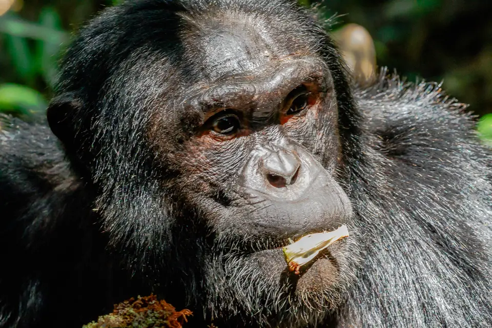 Canon_Uganda_2017_7D2_4714.jpg