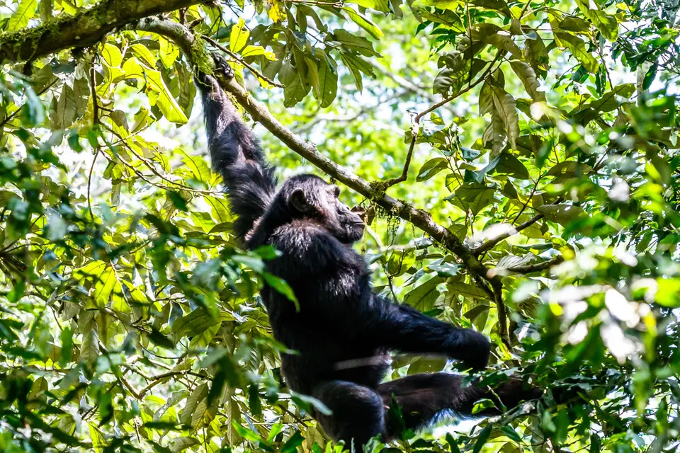 Canon_Uganda_2017_7D2_4726.jpg