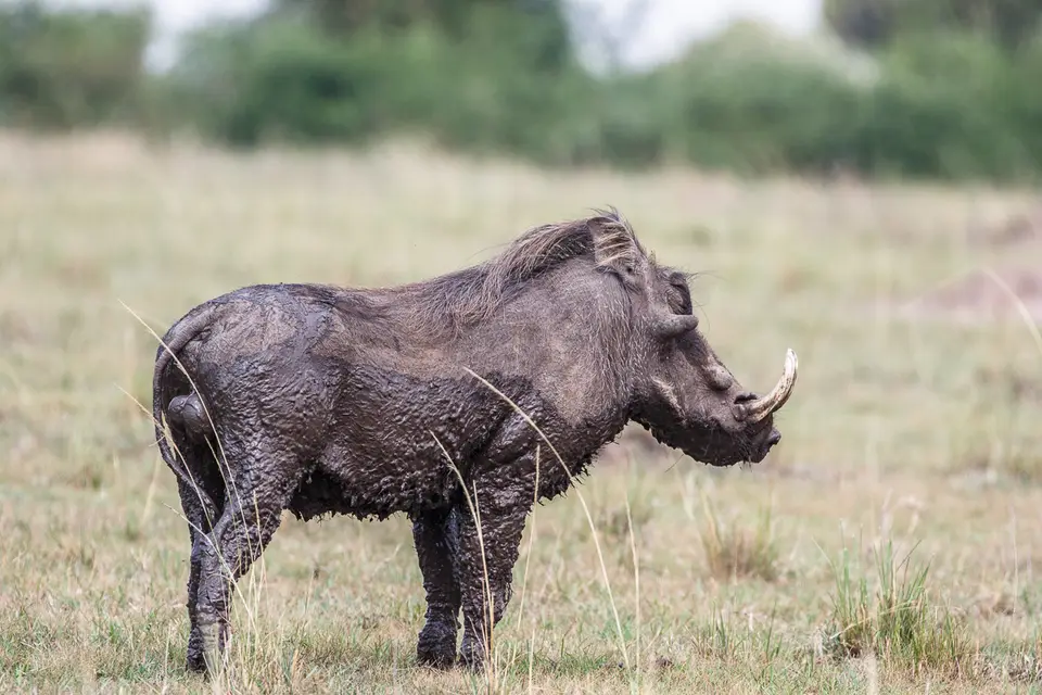 Canon_Uganda_2017_7D2_4741.jpg