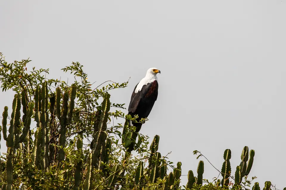 Canon_Uganda_2017_7D2_4783.jpg