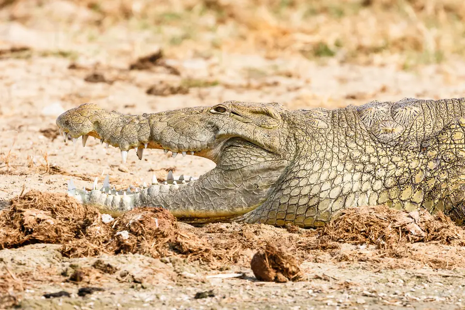 Canon_Uganda_2017_7D2_5030.jpg