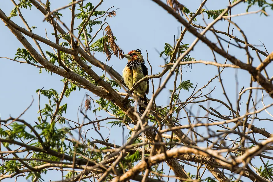 Canon_Uganda_2017_7D2_5285.jpg