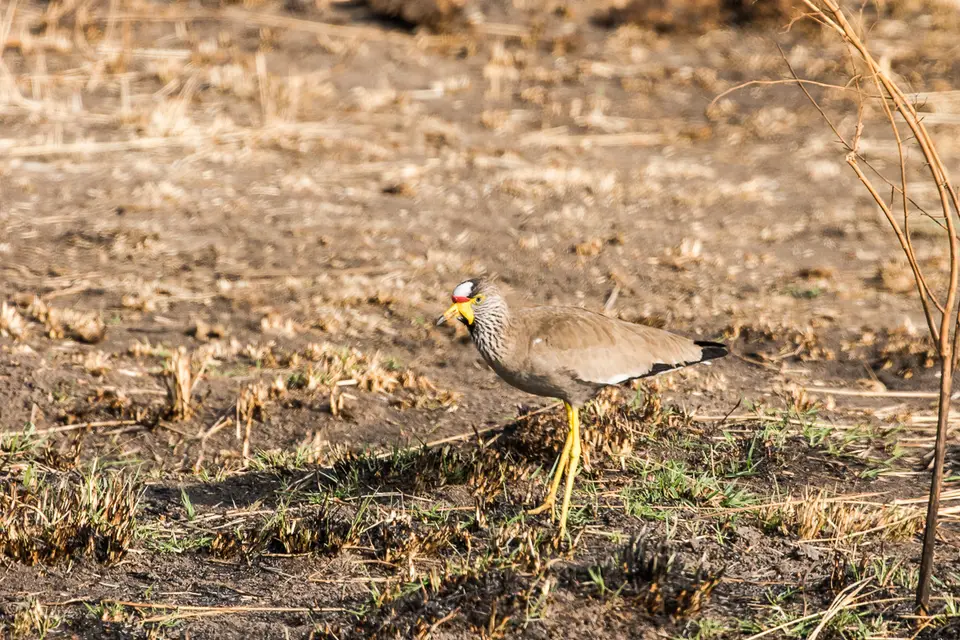 Canon_Uganda_2017_7D2_5310.jpg