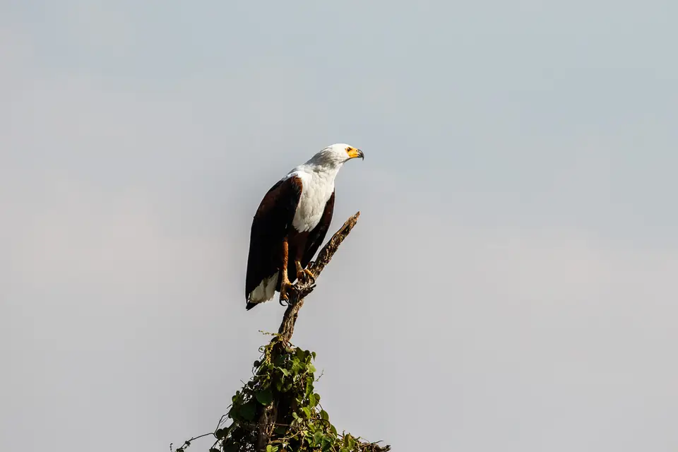 Canon_Uganda_2017_7D2_5343.jpg