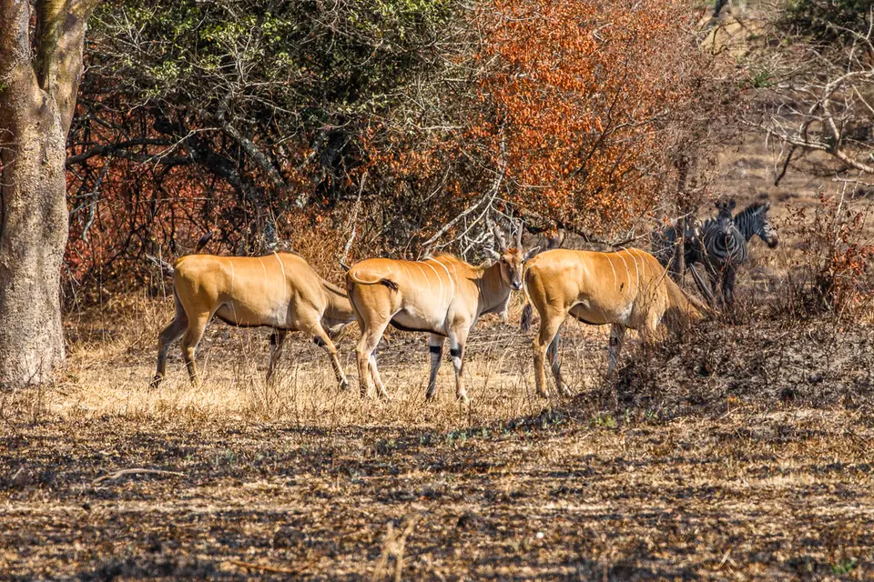 Canon_Uganda_2017_7D2_5359.jpg