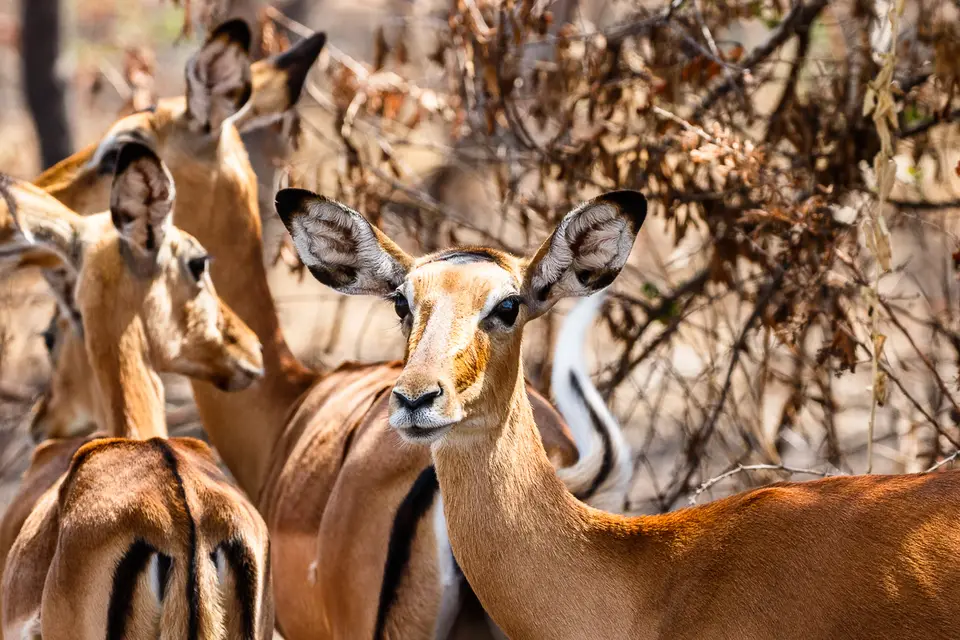 Canon_Uganda_2017_7D2_5390.jpg